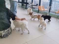 -怪兽屋·羊驼·猫咖·狗咖(俊华广场店)