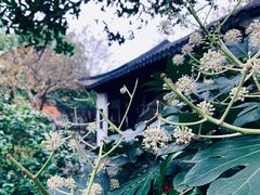 -秋霞圃