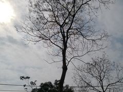 -南宁良凤江国家森林公园