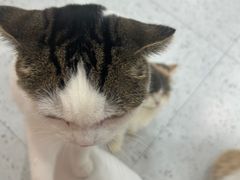 -喵园·猫主题咖啡厅·撸猫·猫咖(国贸店)