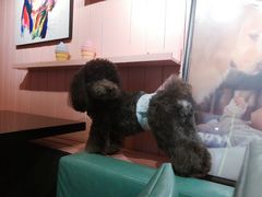 -百好乐宠物友好餐厅(朝外大街店)