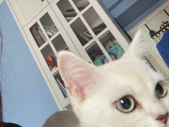 -lincat·猫舍(广州店)