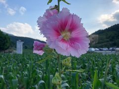 -武陵山森林公园