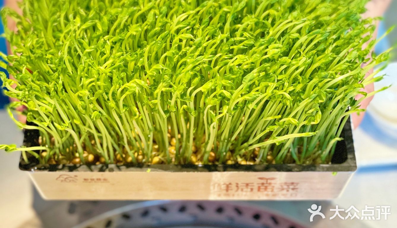 美食|交通大学对面洋房火锅，吃过了吗⁉️