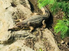 -清迈夜间动物园