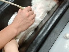 -瑞鹏宠物医院·骨外科·心肾科·肿瘤科(九亭店)