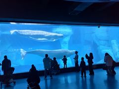 -海合安武汉极地海洋公园