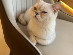 -猫腻·猫咖·撸猫馆(星光大道店)