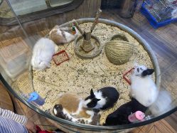 -卡通尼·Safari非洲探索乐园·生日会(金桥国际商业广场店)