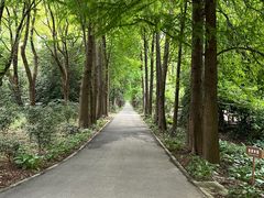 -上海滨江森林公园