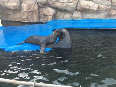 -华夏文旅海洋公园