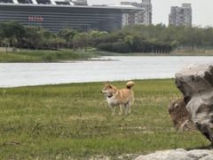 -春花秋色城市公园