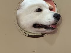 -和它·交个朋友·狗咖猫咖(爱琴海店)