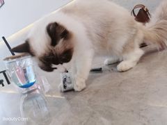 -喵喵咪呀布偶猫咖(春熙路店)