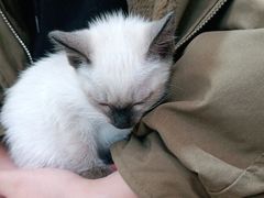 -唐小姐の猫狗洗护·购宠旗舰店(周浦万达店)