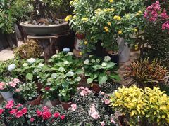 -双季花艺园艺市场(浦东店)