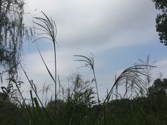 -梁鸿国家湿地公园