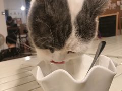 -Cappucimeow猫咪咖啡馆(韦伯时代店)