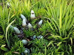 -奥兰多迪士尼动物王国乐园