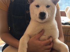 -豆柴町-柴犬主题狗咖(红鼎国际C座店)
