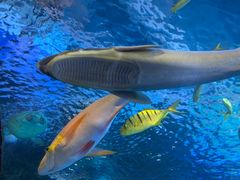 -太平洋海底世界