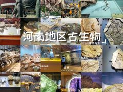 -河南自然博物馆