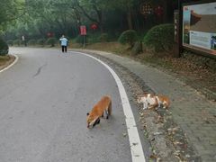-南京市江宁方山
