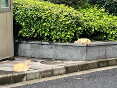 -吴淞炮台湾湿地森林公园烧烤区