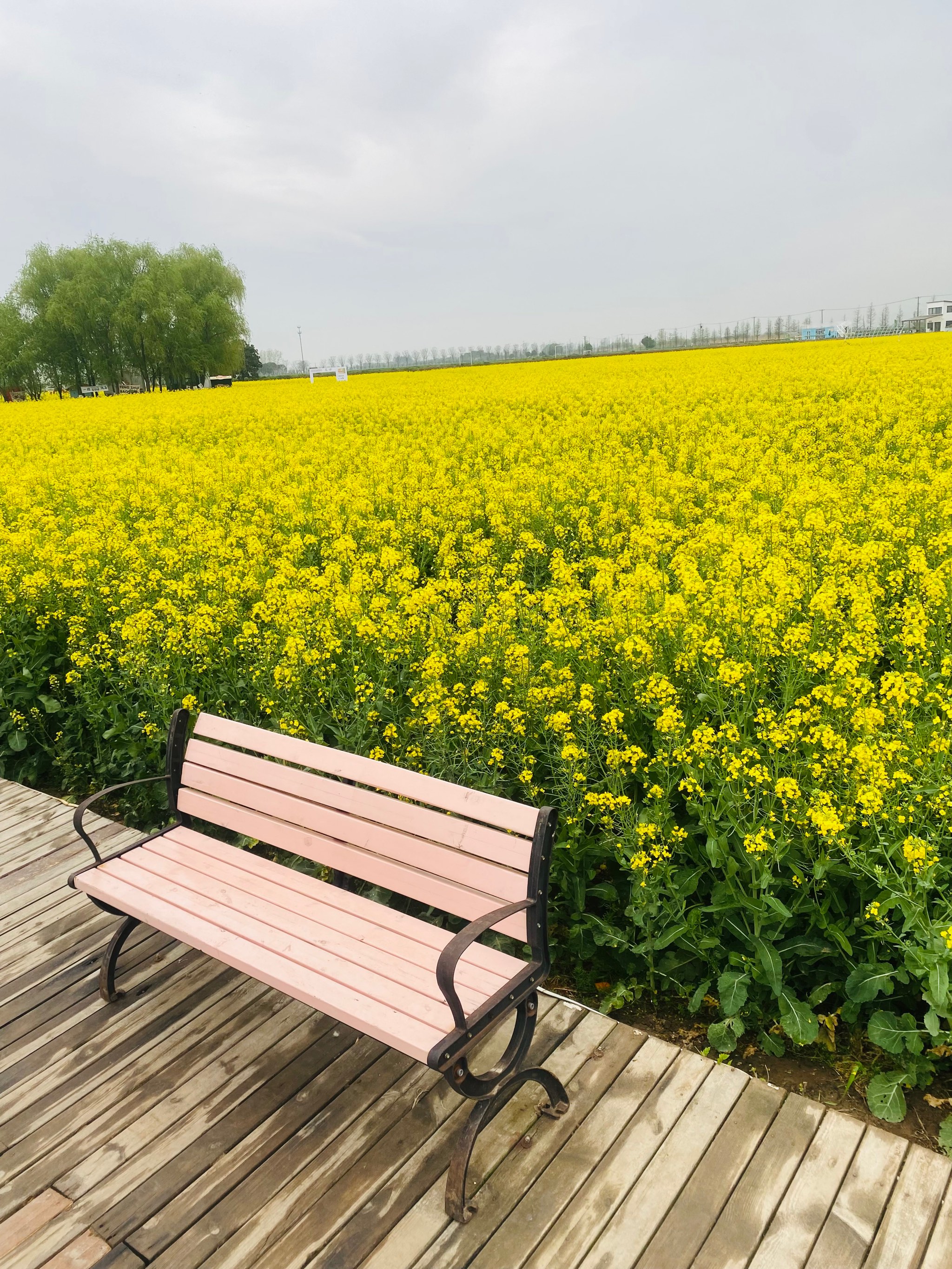 南京周边油菜花海图片