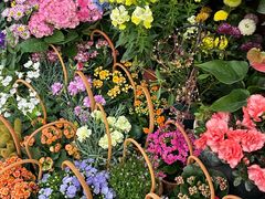 -溪岸路花鸟市场