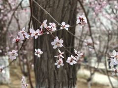 -桃花堤公园