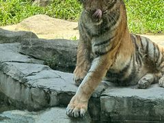 -深圳野生动物园
