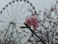 -顾村公园