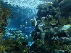 -上海海洋水族馆