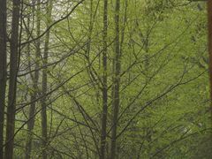 -南山植物园