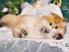 -青奢宠物·青奢猫舍