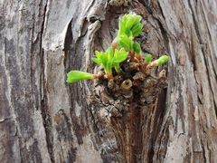 -黄海国家森林公园