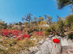 -板樟山森林公园