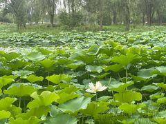 -东郊湿地公园
