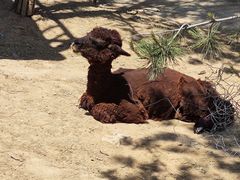 -石家庄市动物园