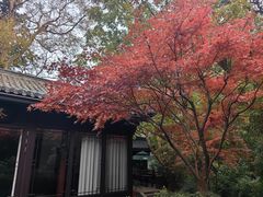 -十八棵（老龙井）御茶园(老龙井店)