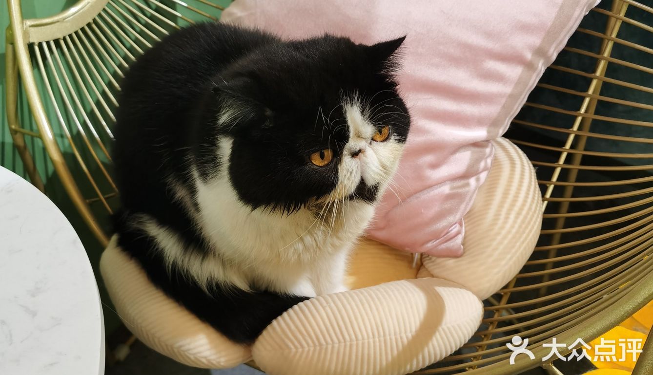 喜欢猫咪不得不来的一家店