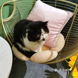 喜欢猫咪不得不来的一家店
