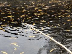 -京北渔家傲