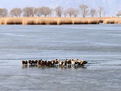 -野鸭湖国家湿地公园