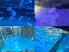 -海合安成都极地海洋公园