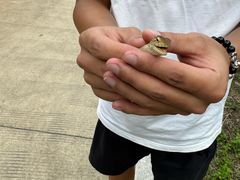 -南宁良凤江国家森林公园