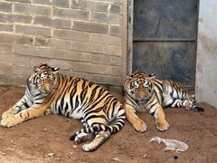 -西霞口神雕山野生动物世界