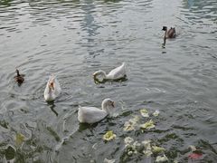 -团结湖公园