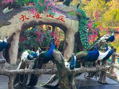 -西双版纳原始森林公园